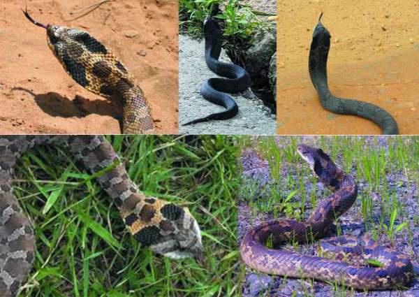 Loài rắn kỳ lạ có khả năng "giả mạo" tài tình