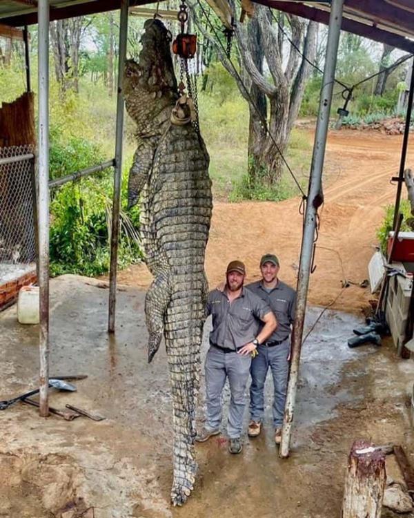 Bắt được "quái vật huyền thoại" cá sấu siêu to khổng lồ dài 4,5 m, nặng 450 kg, người đàn ông gây tranh cãi dữ dội