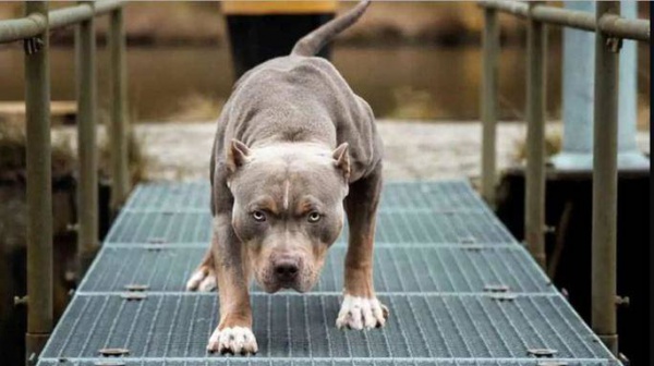 Vụ xua chó Pitbull cắn hàng xóm: Khởi tố cả chủ chó lẫn nạn nhân